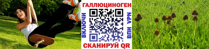 Купить где  Каргополь  Псилоцибиновые грибы Cubensis 